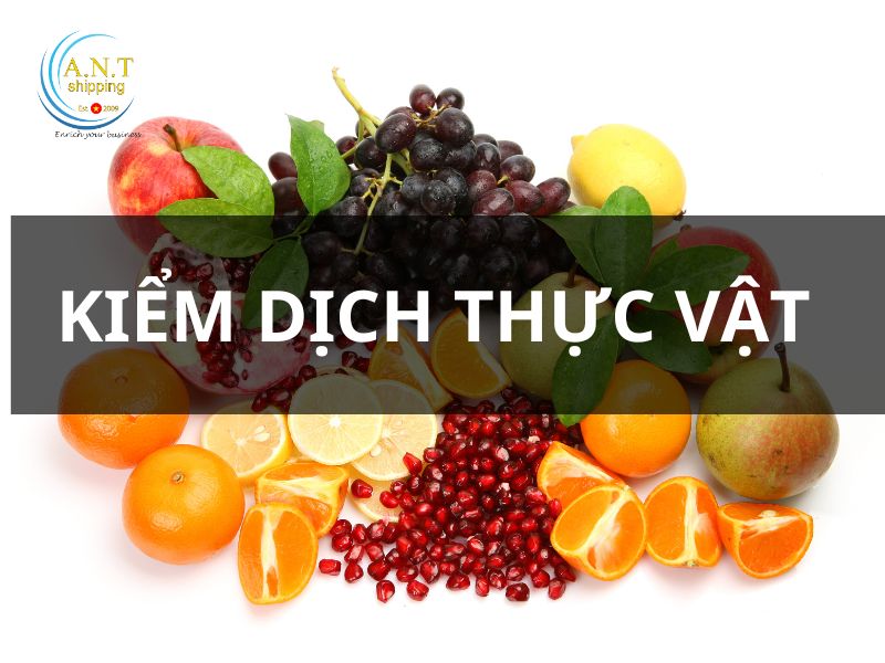 Thủ tục nhập khẩu trái cây tươi